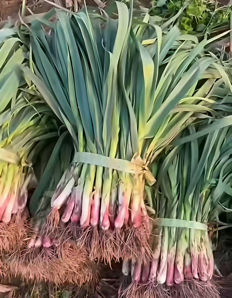 【推荐】湖北红根蒜苗/视频看货/对接商超批发市场/电询