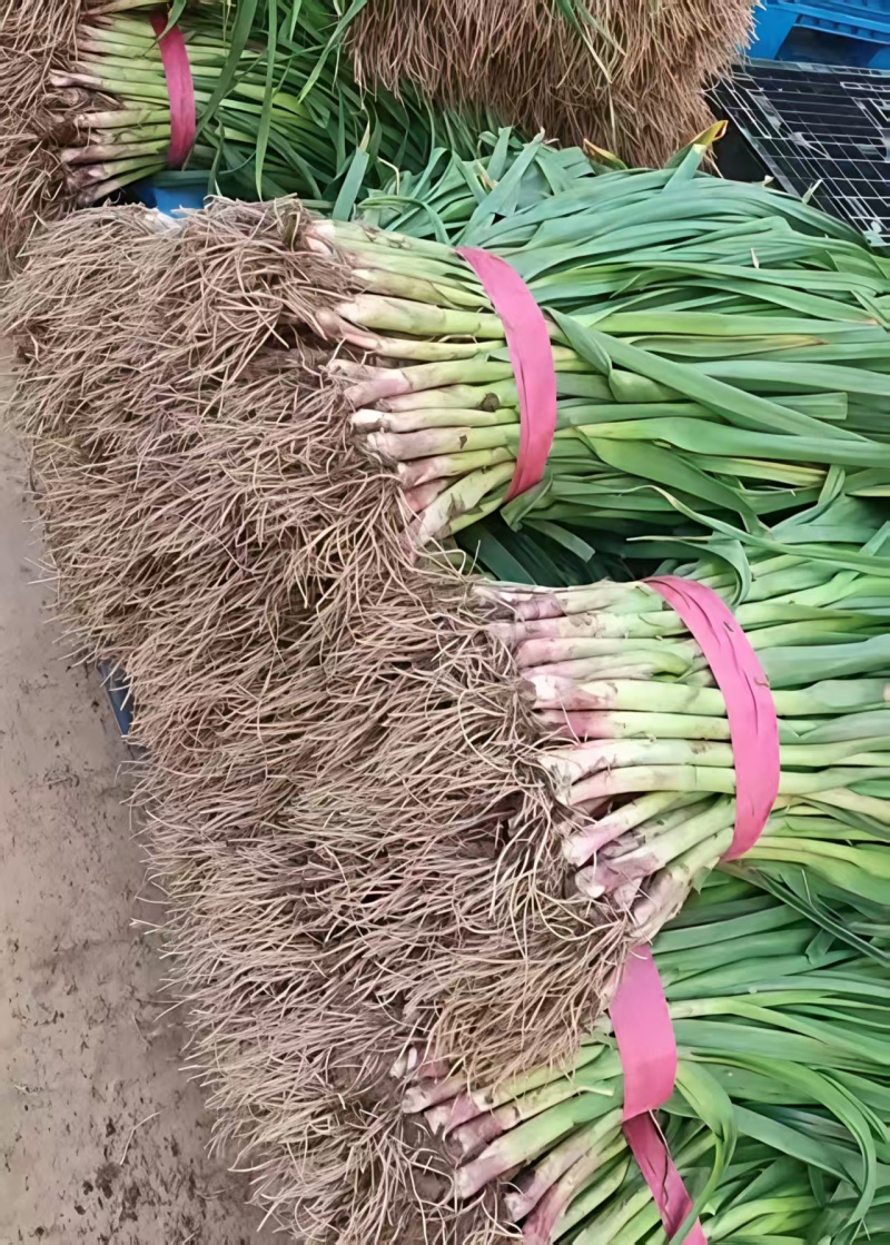 【推荐】湖北红根蒜苗/视频看货/对接商超批发市场/电询