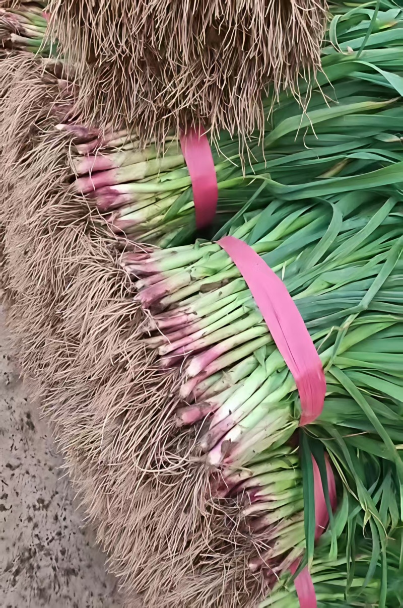 【推荐】湖北红根蒜苗/视频看货/对接商超批发市场/电询