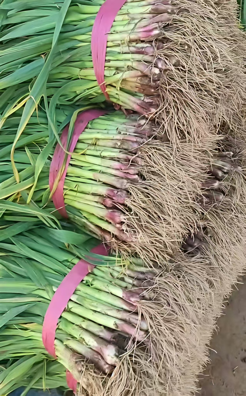 【推荐】湖北红根蒜苗/视频看货/对接商超批发市场/电询
