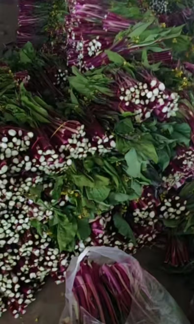 【推荐】湖北红菜苔/视频看货/对接电商商超批发市场