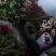 【推荐】湖北红菜苔/视频看货/对接电商商超批发市场