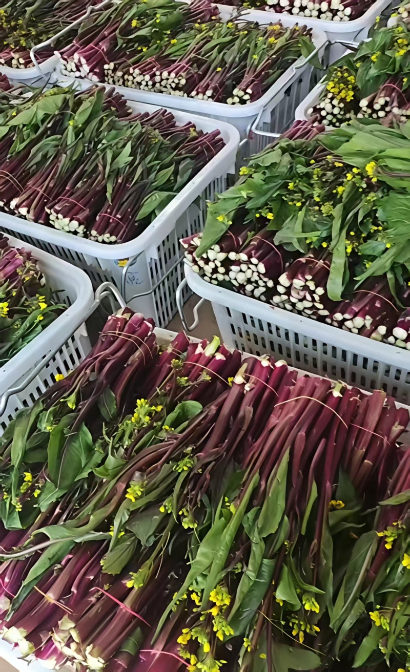 【推荐】湖北红菜苔/视频看货/对接电商商超批发市场
