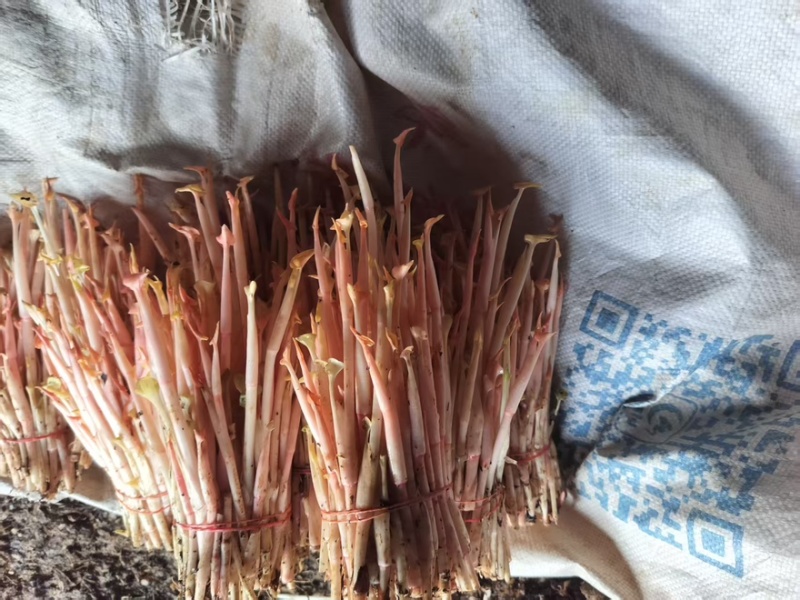折耳根鱼腥草原产地鱼腥草之乡口感纯正对接全国各大批发市场