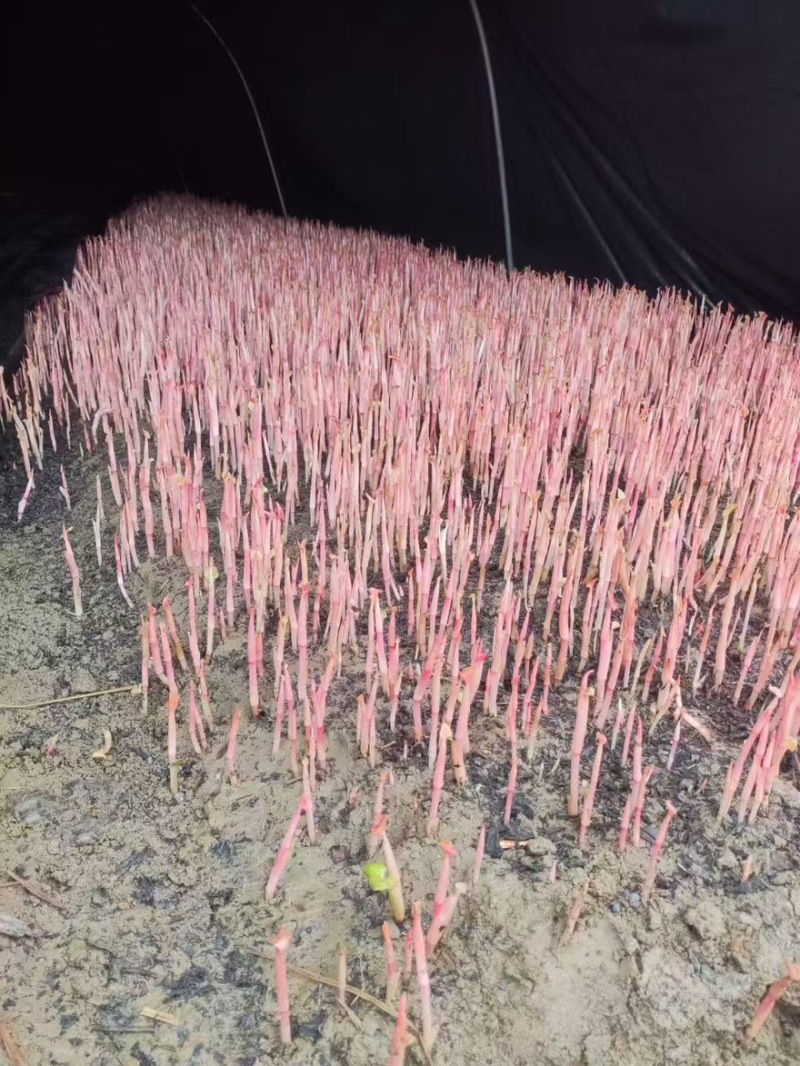 折耳根鱼腥草原产地鱼腥草之乡口感纯正对接全国各大批发市场