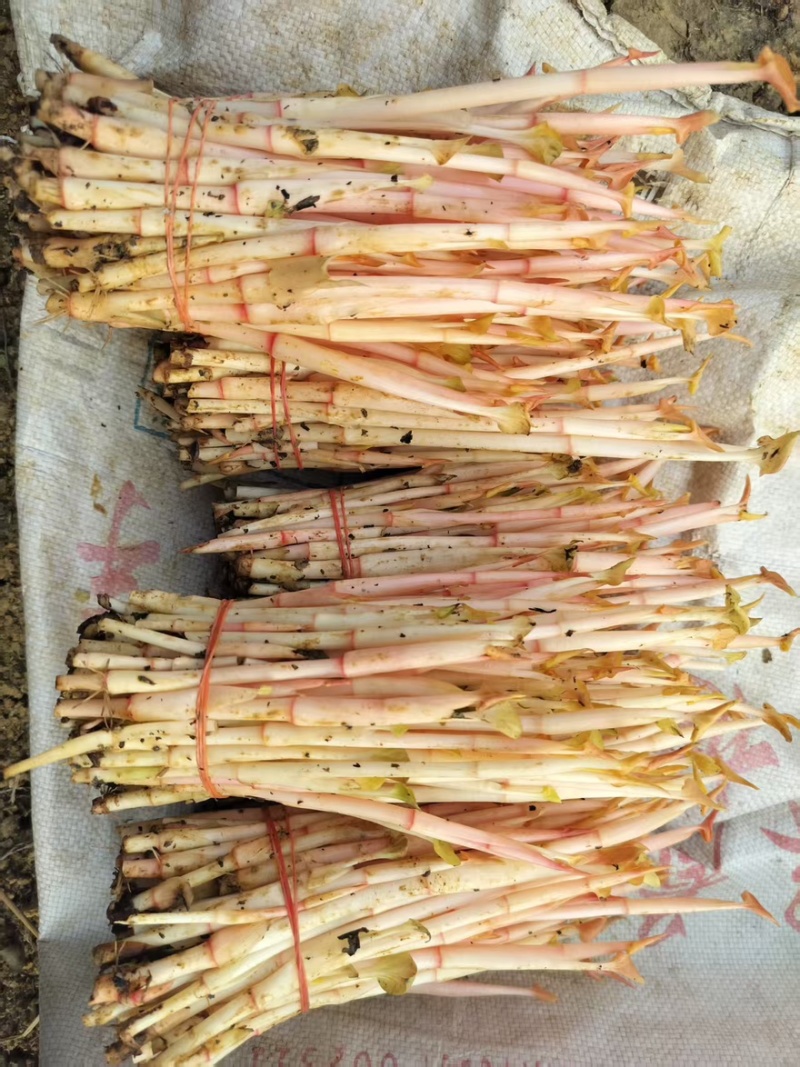 折耳根鱼腥草原产地鱼腥草之乡口感纯正对接全国各大批发市场
