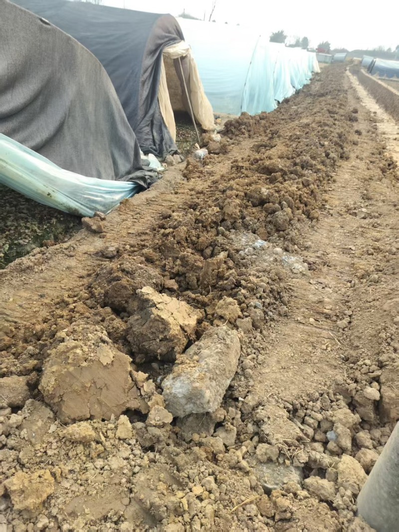 折耳根鱼腥草原产地鱼腥草之乡口感纯正对接全国各大批发市场