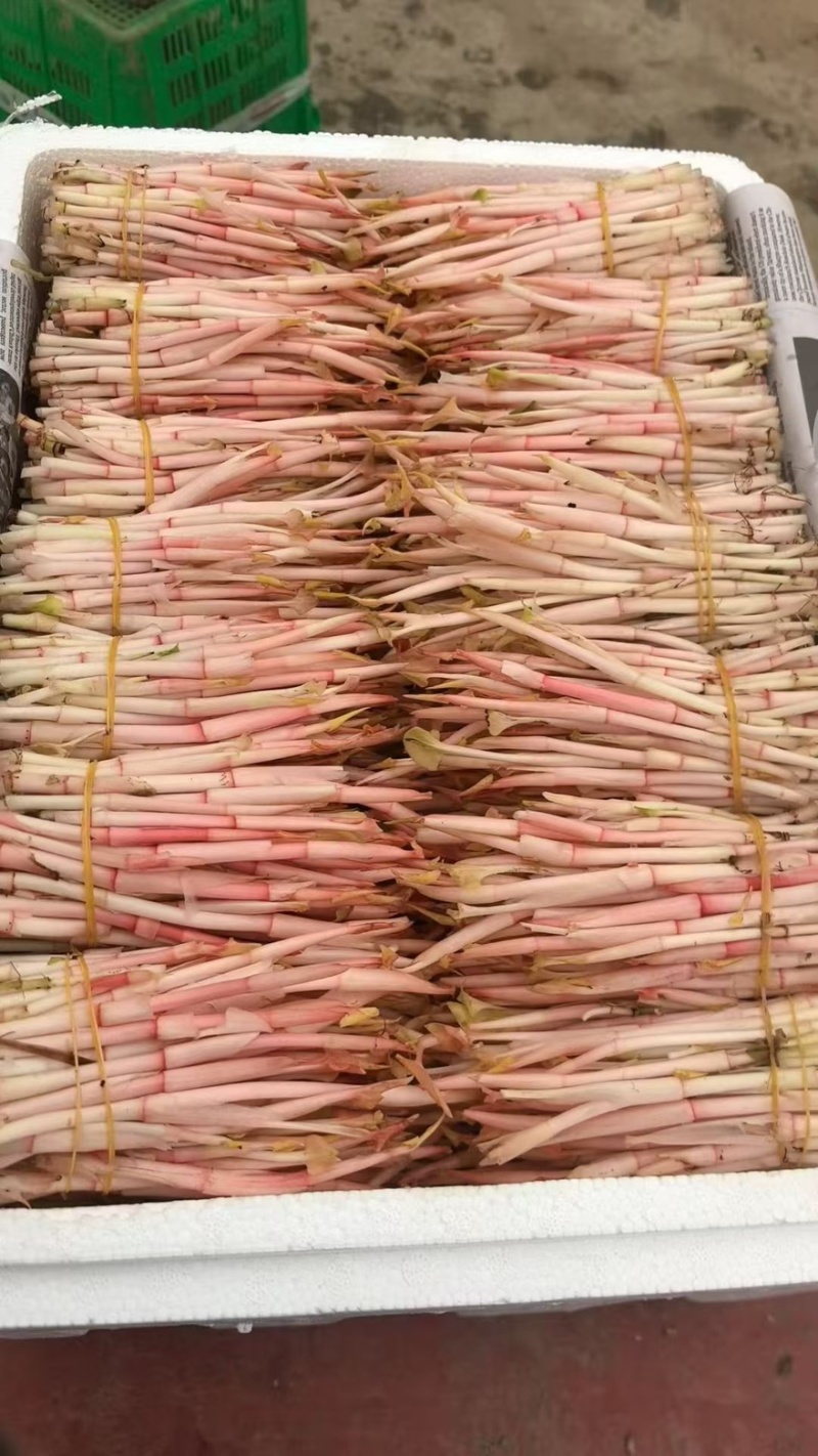折耳根鱼腥草原产地鱼腥草之乡口感纯正对接全国各大批发市场
