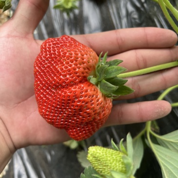 草莓