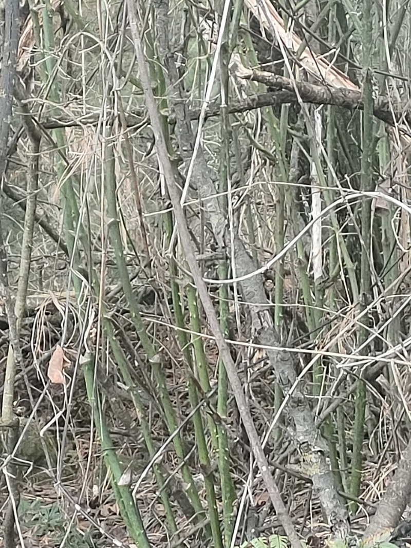 金刚藤
