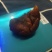 精品鸡宝已阴干可视频看货可全国发货欢迎致电咨询