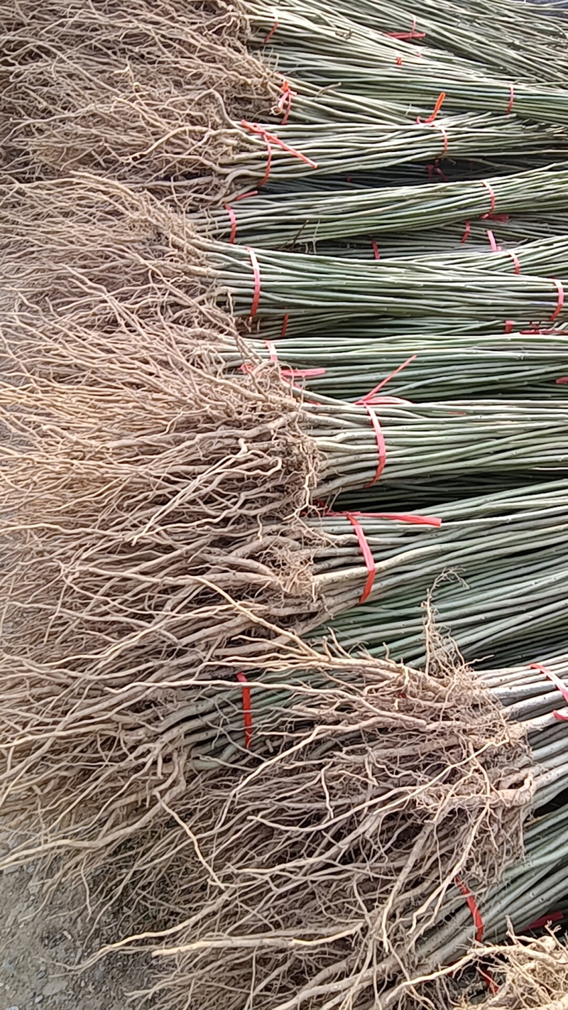 陕西自家种植山桐子苗大小苗都有货量大规格全成活率高