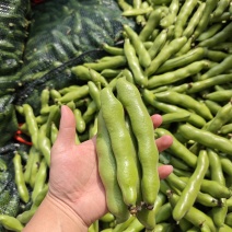福建蚕豆大量上市