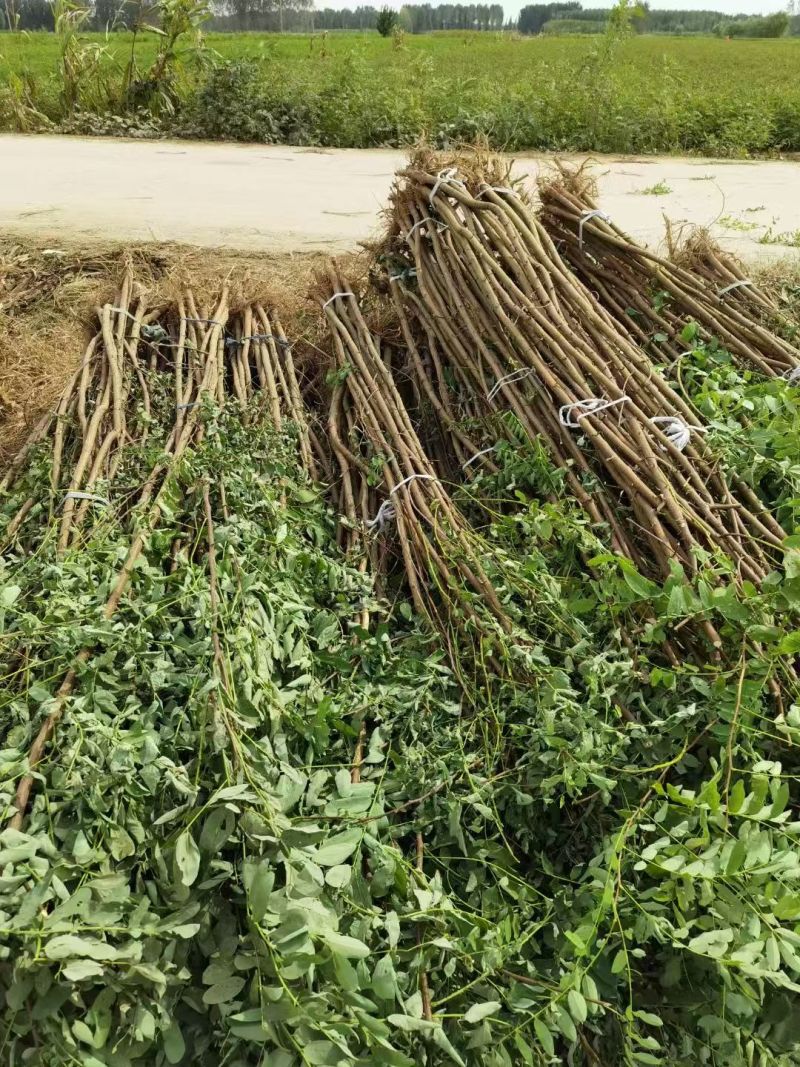 想要好成活的刺槐苗？川姐家苗圃直供，根系发达，种一棵活一