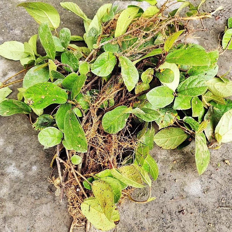 野生地瓜藤