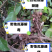 野生地瓜藤