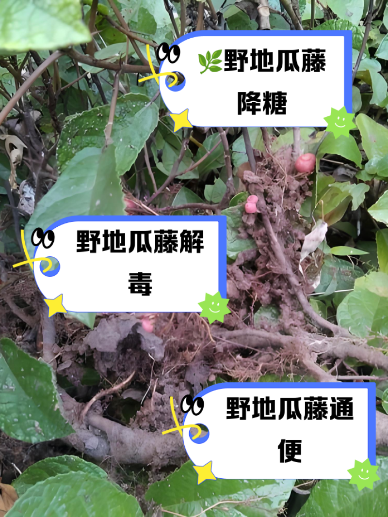 野生地瓜藤