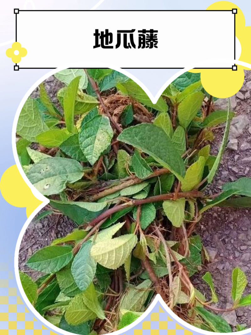 野生地瓜藤