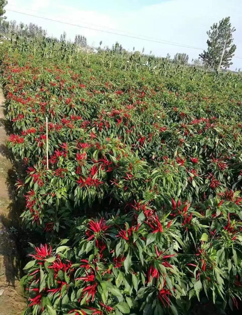 各种辣椒大量批发。816.819辣苗螺丝椒。波皮椒牛椒。