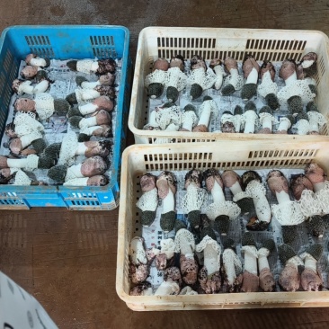 红托竹荪