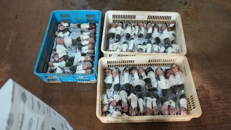 红托竹荪