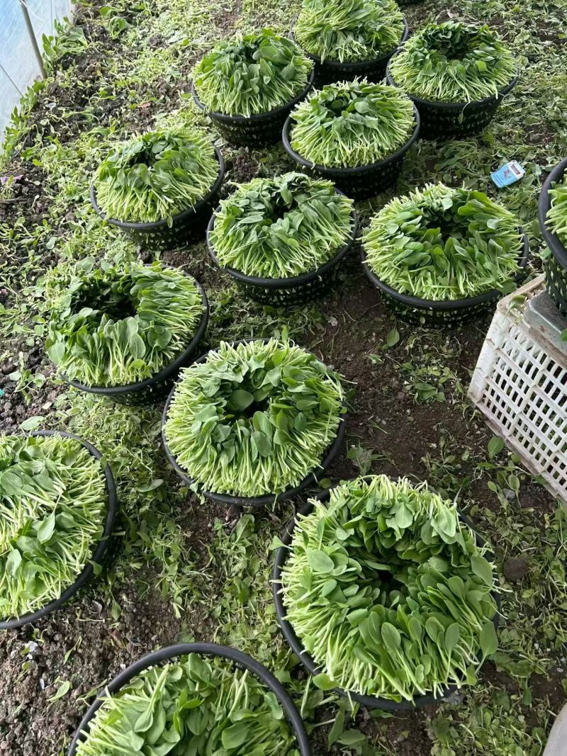 鸡毛菜上海基地直发对接商超团购电商一条龙服务