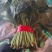精品大叶菠菜大量有货