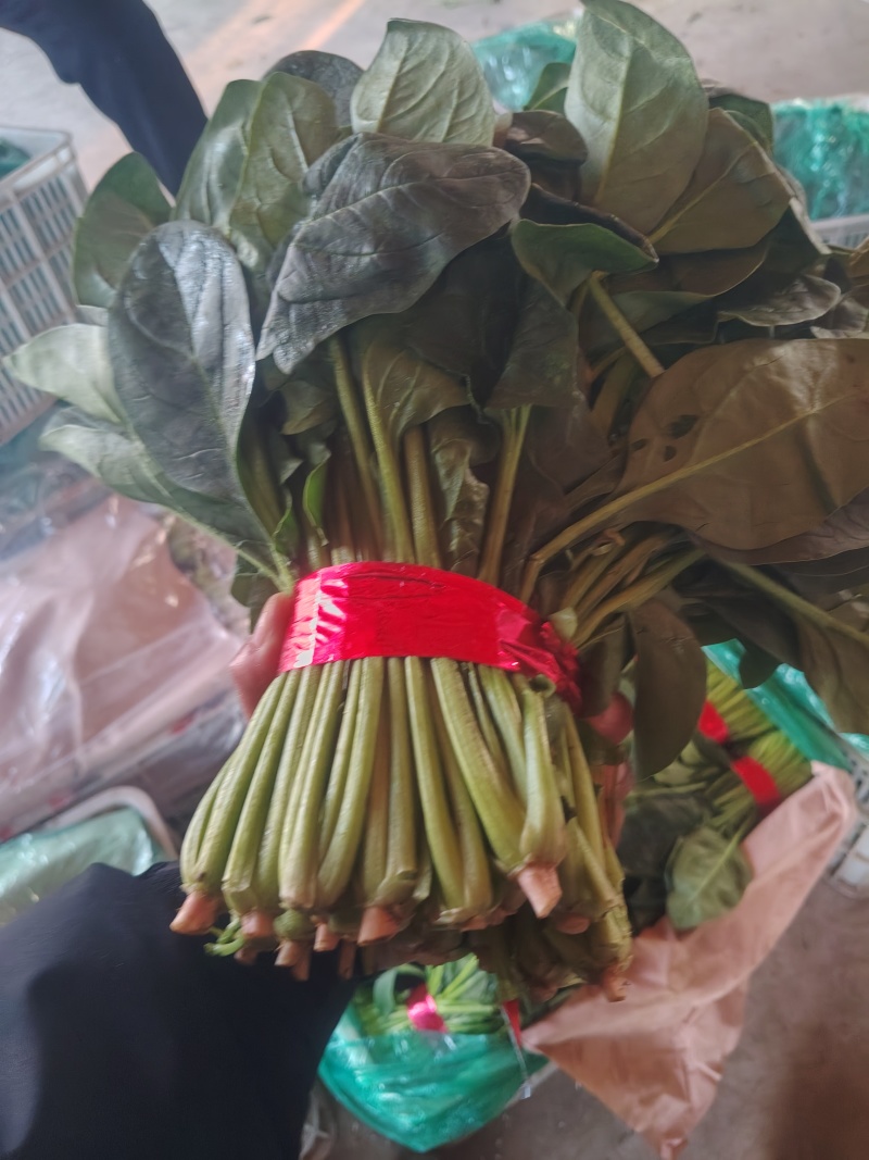 精品大叶菠菜大量有货