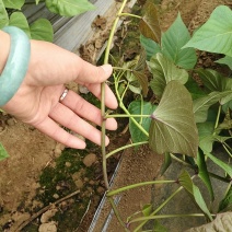 一年四季供应试管脱毒烟薯25号大田苗，品种纯正，成活率高