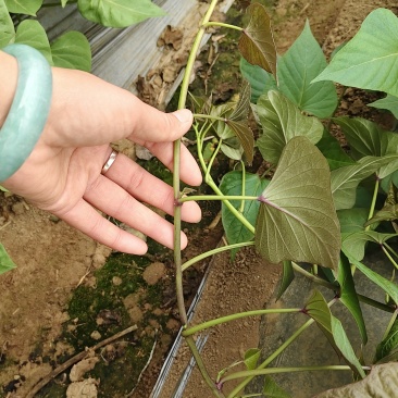 一年四季供应试管脱毒烟薯25号大田苗，品种纯正，成活率高
