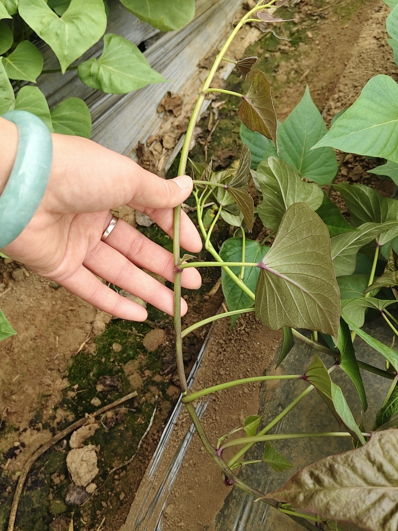 一年四季供应试管脱毒烟薯25号大田苗，品种纯正，成活率高