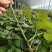 一年四季供应试管脱毒烟薯25号大田苗，品种纯正，成活率高