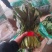 精品大叶菠菜大量有货