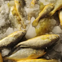 原条小黄鱼
