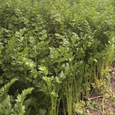 大量西芹上市，预估20000斤左右，量大优惠