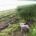 大量西芹上市，预估20000斤左右，量大优惠