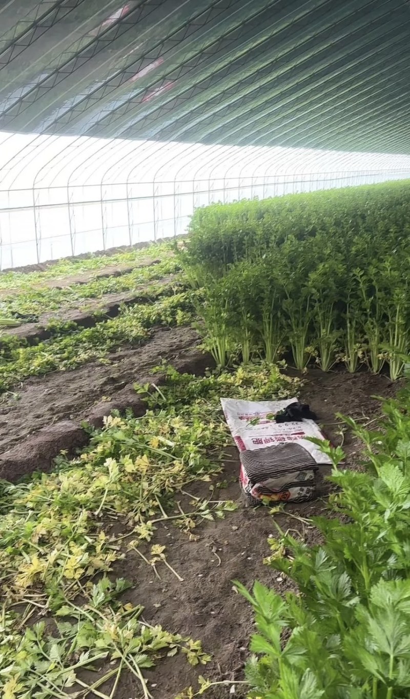 大量西芹上市，预估20000斤左右，量大优惠