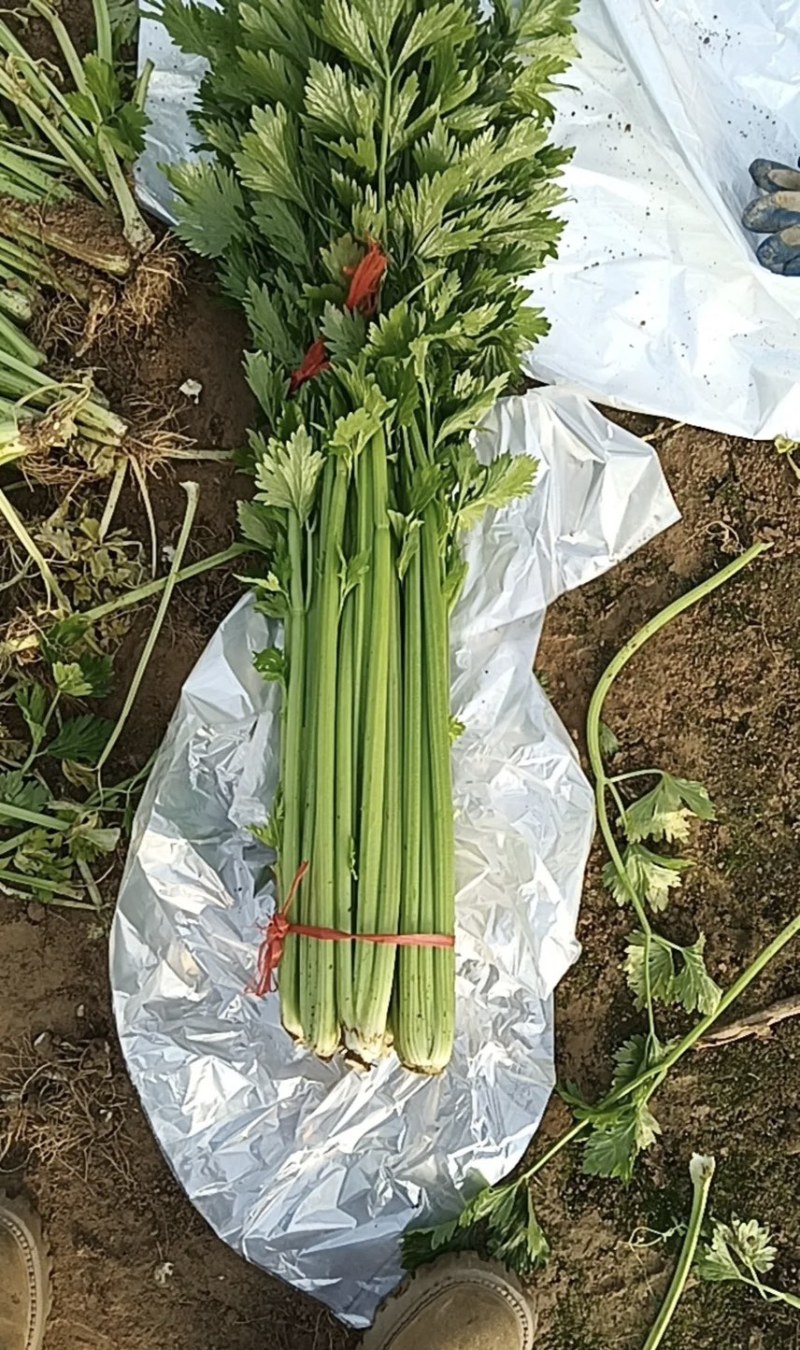 大量西芹上市，预估20000斤左右，量大优惠