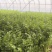 大量西芹上市，预估20000斤左右，量大优惠