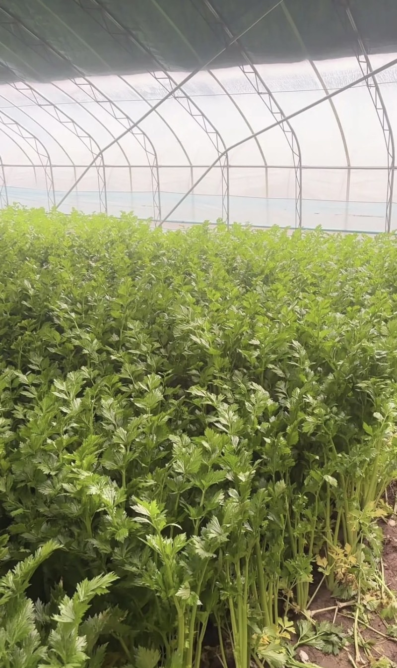 大量西芹上市，预估20000斤左右，量大优惠
