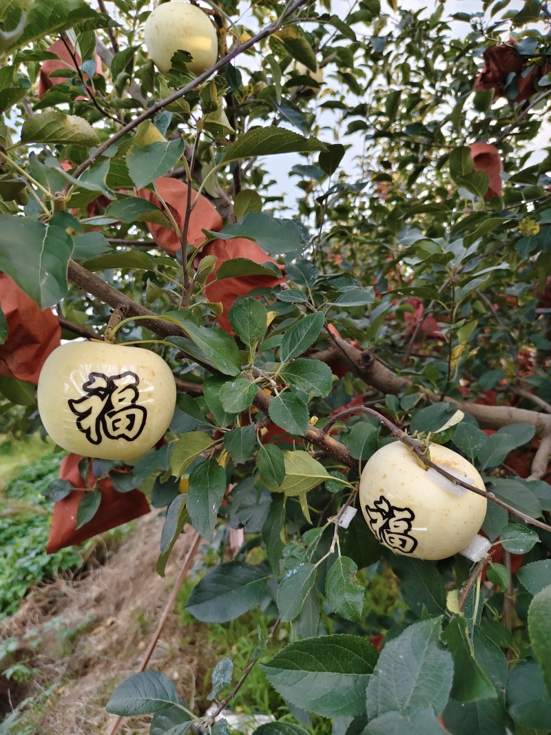 山东栖霞本地红富士等多品种苹果，条红片红，冷库非代办