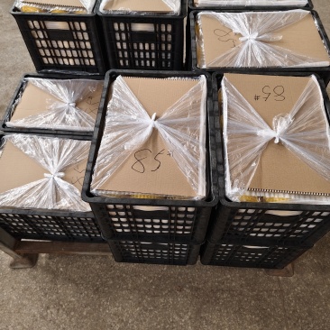 山东栖霞本地红富士等多品种苹果，条红片红，冷库非代办