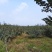 山东栖霞本地红富士等多品种苹果，条红片红，冷库非代办