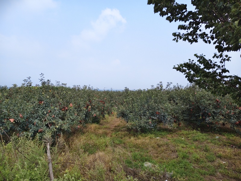 山东栖霞本地红富士等多品种苹果，条红片红，冷库非代办