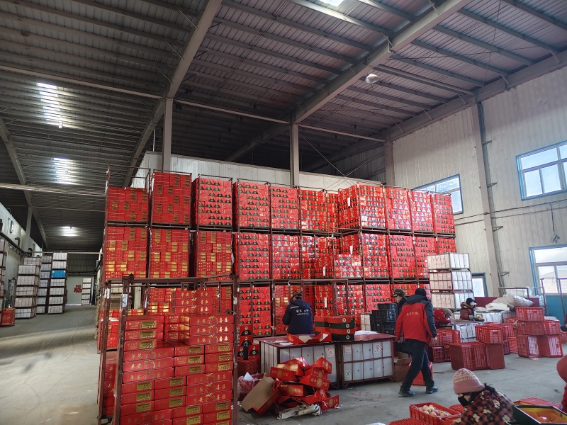 山东栖霞本地红富士等多品种苹果，条红片红，冷库非代办