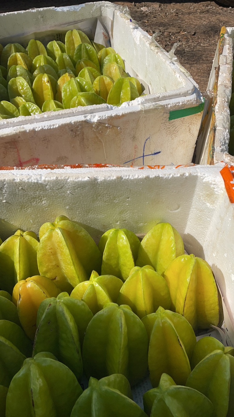 杨桃