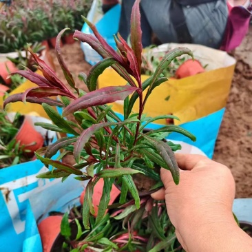 绿化苗木山桃草
