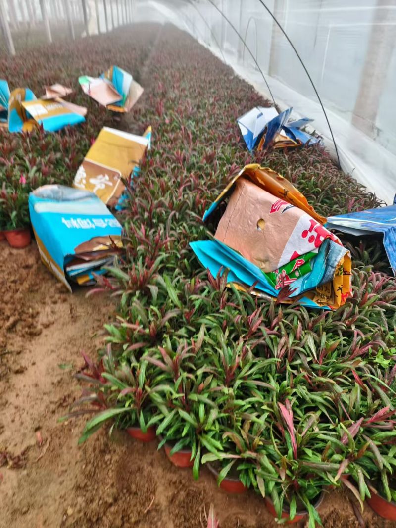 绿化苗木山桃草