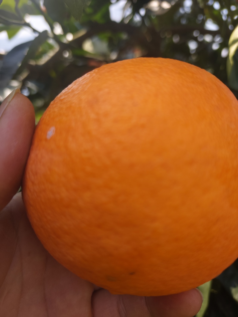 重庆奉节福本脐橙，货原充足，无干水，一手货源，没花皮