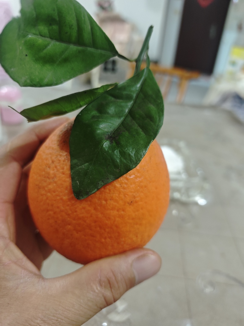 重庆奉节福本脐橙，货原充足，无干水，一手货源，没花皮